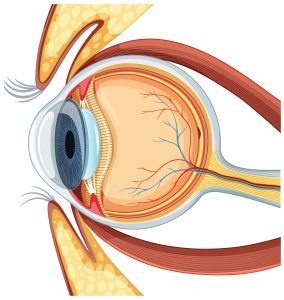 Vitrectomy Eye Tretment in Sherman TX