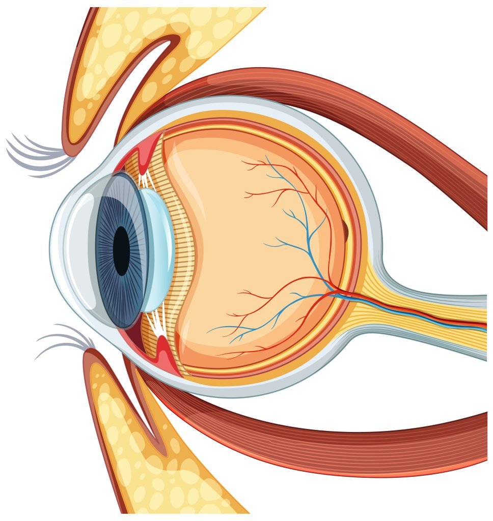 Vitrectomy Eye Tretment in Sherman TX